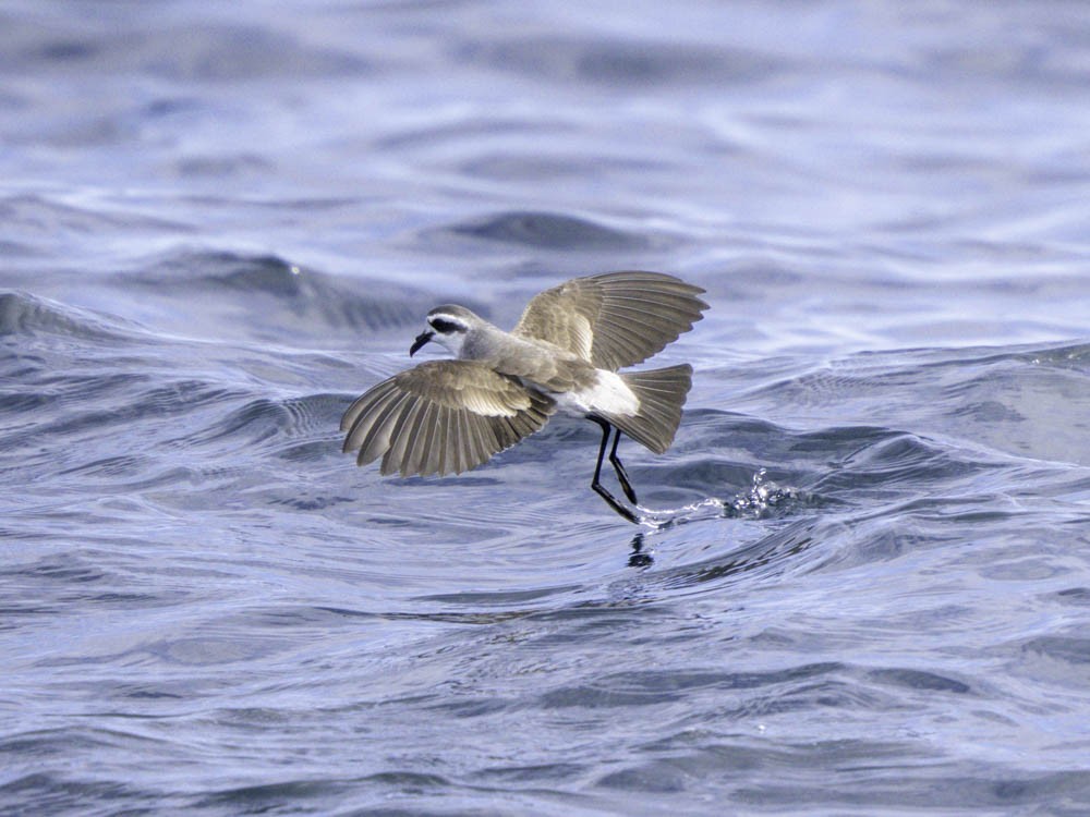 fregattstormsvale - ML645412015