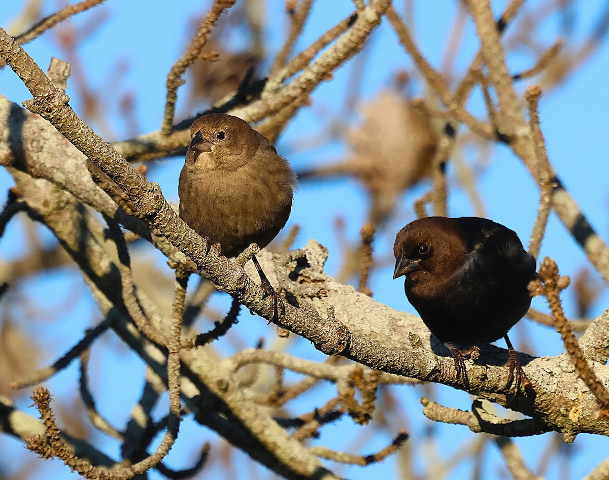 brunhodetrupial - ML645412018