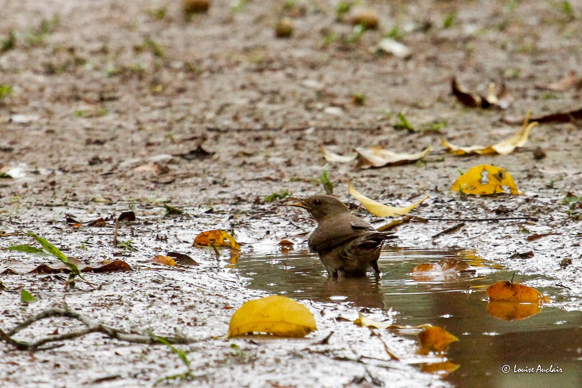 Zorzal Piquinegro - ML645412022