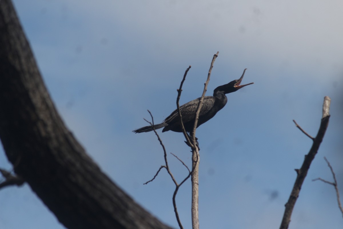 Neotropic Cormorant - ML645412023