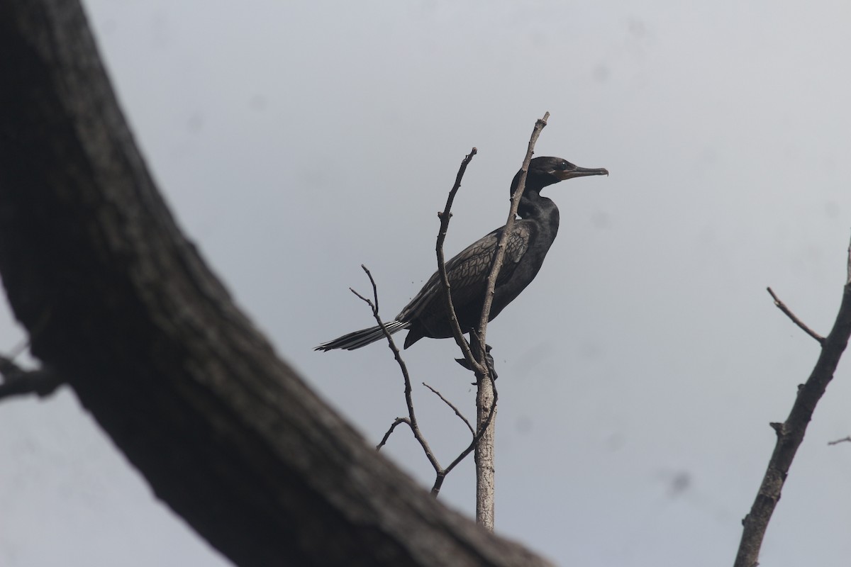 Neotropic Cormorant - ML645412024