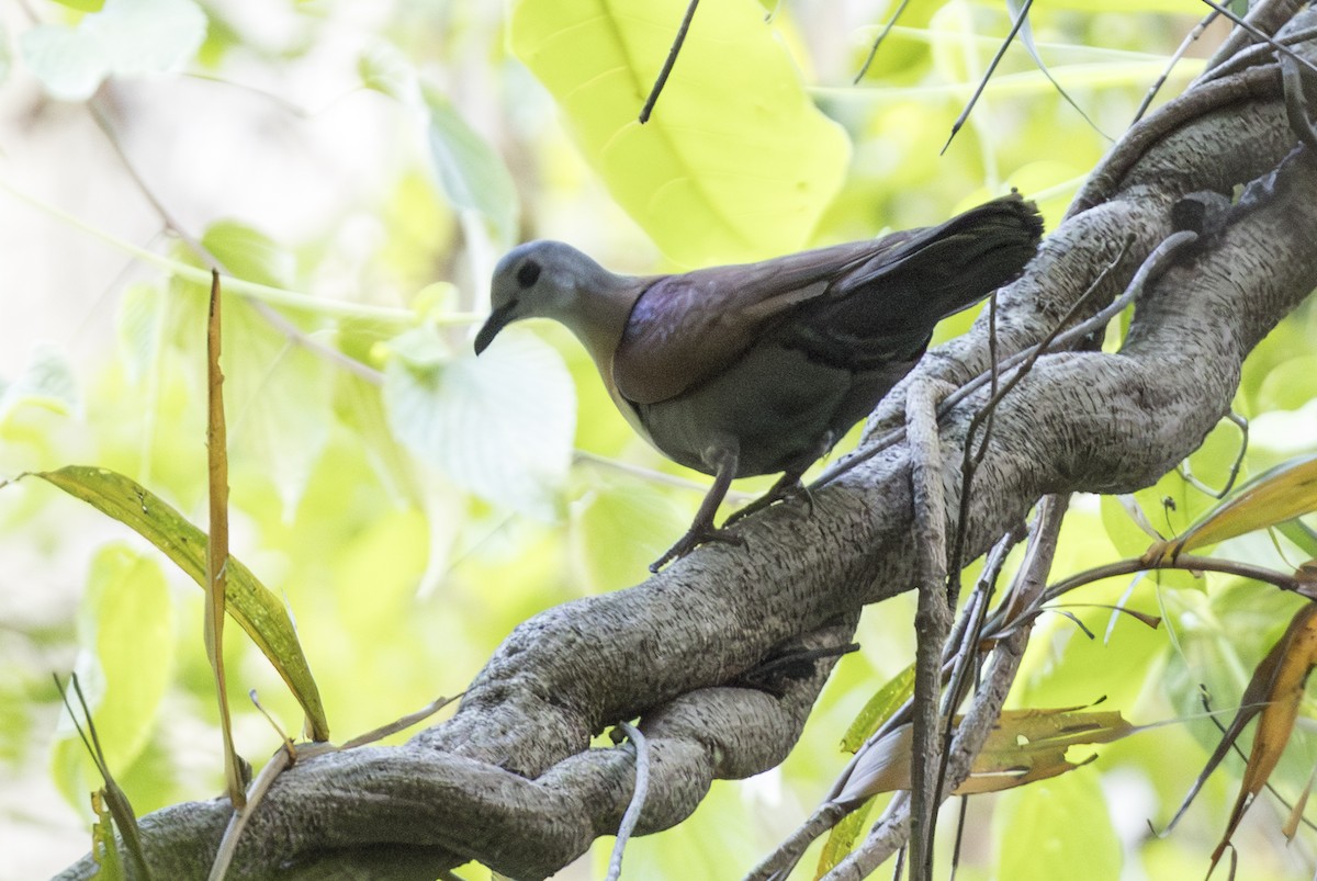 Ветарский куриный голубь - ML645412044