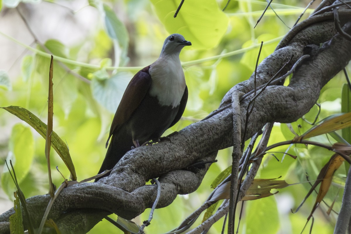 Ветарский куриный голубь - ML645412045