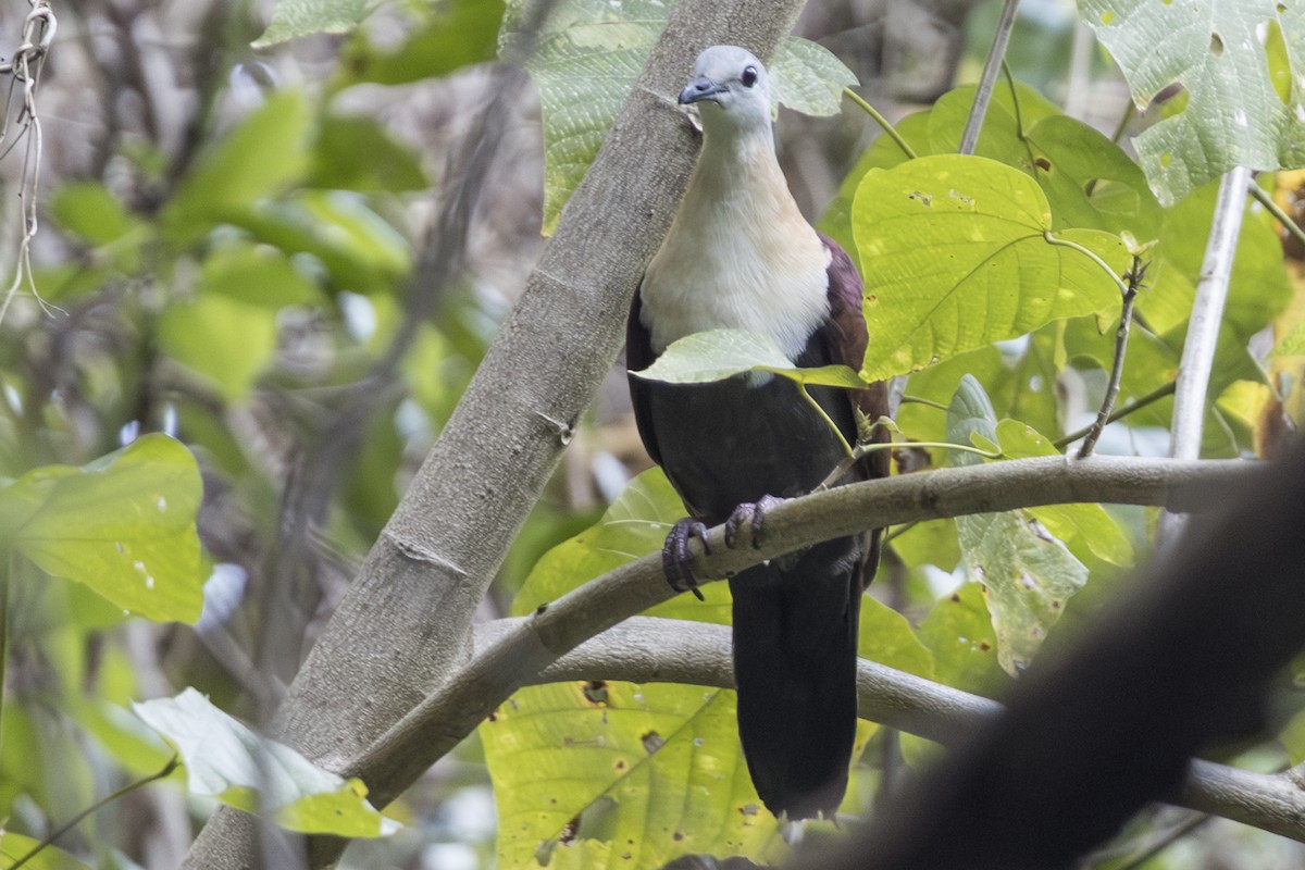 Ветарский куриный голубь - ML645412046