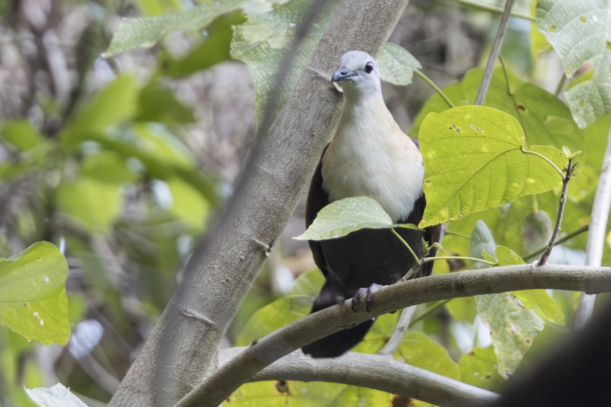 Ветарский куриный голубь - ML645412047