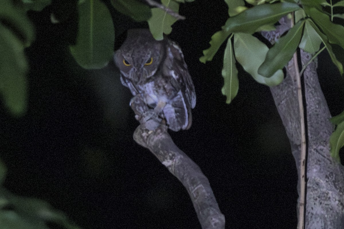 Wetar-Zwergohreule - ML645412050