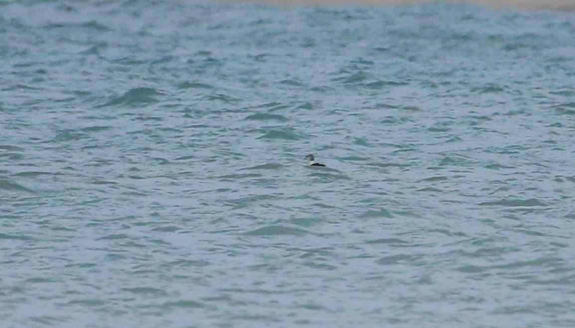 King Eider - ML645412070