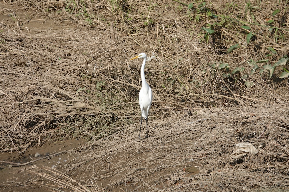 Koartza zuria - ML645412108