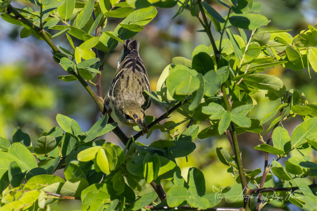 Blackpoll Warbler - ML645412123
