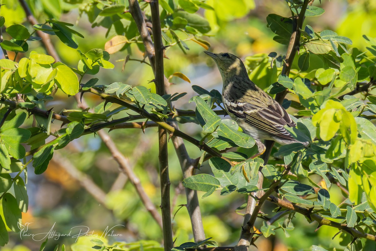 Blackpoll Warbler - ML645412124