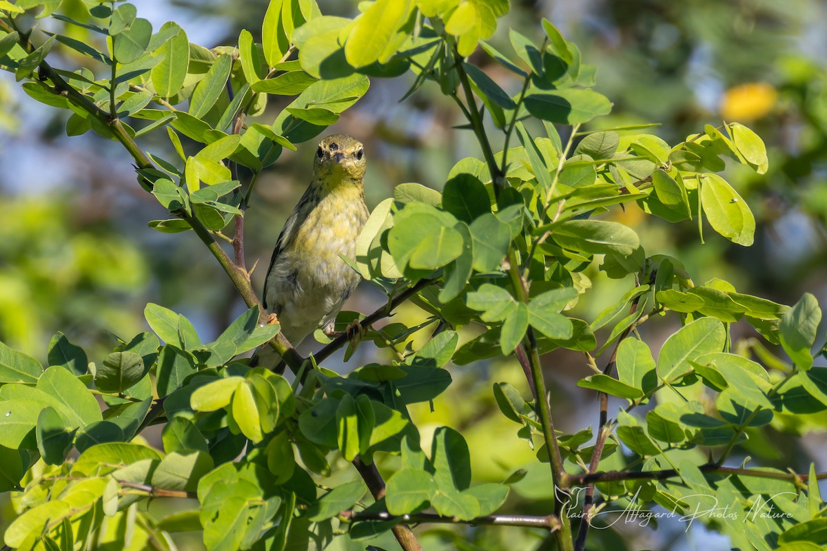 Blackpoll Warbler - ML645412125