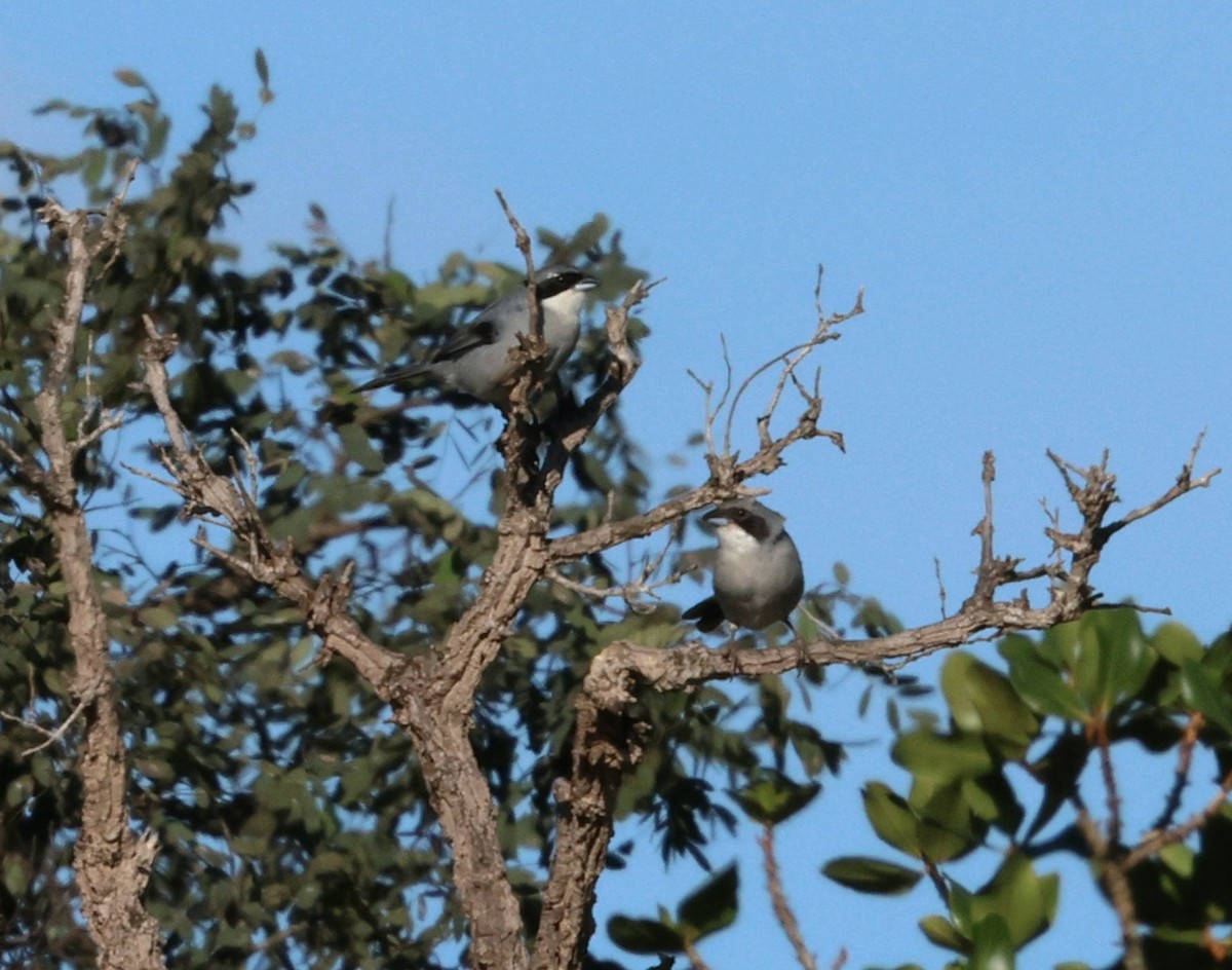 White-banded Tanager - ML645412126