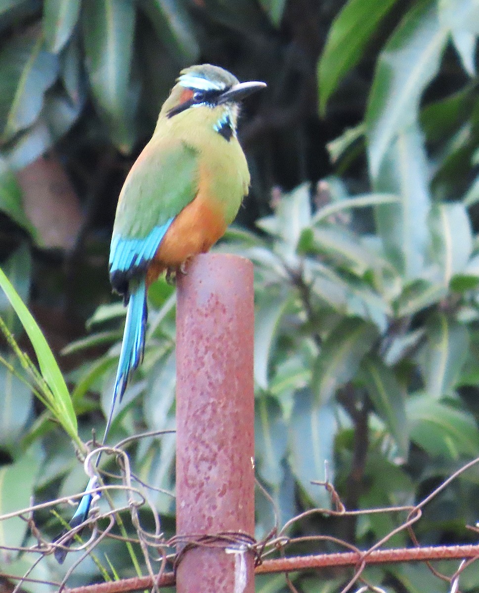 Момот рудочеревий - ML645412136