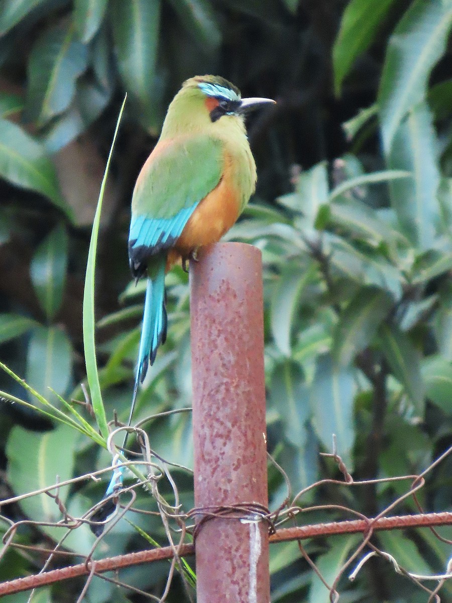 Момот рудочеревий - ML645412137