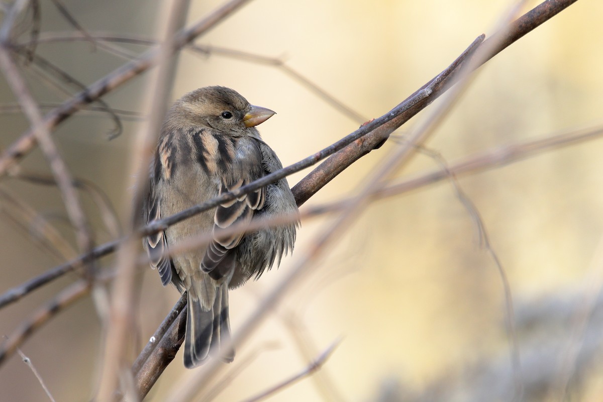 דרור הבית - ML645412138