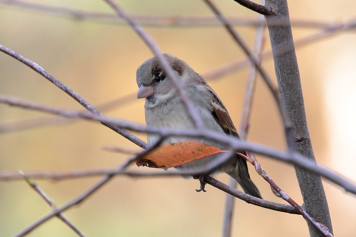 דרור הבית - ML645412143