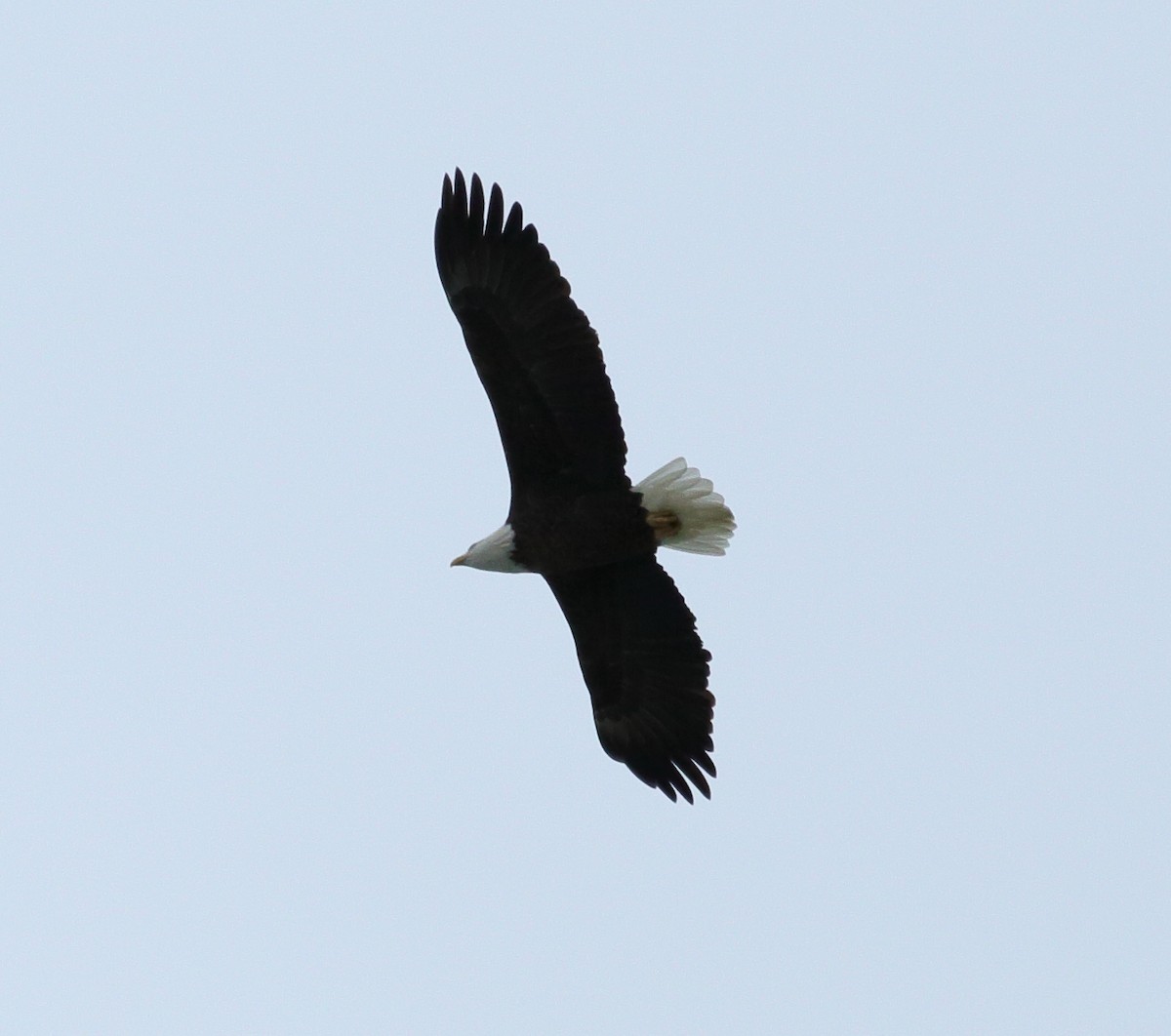 Pigargo Americano - ML645412146