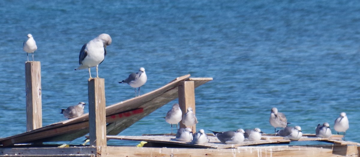 Zafferano - ML645412147