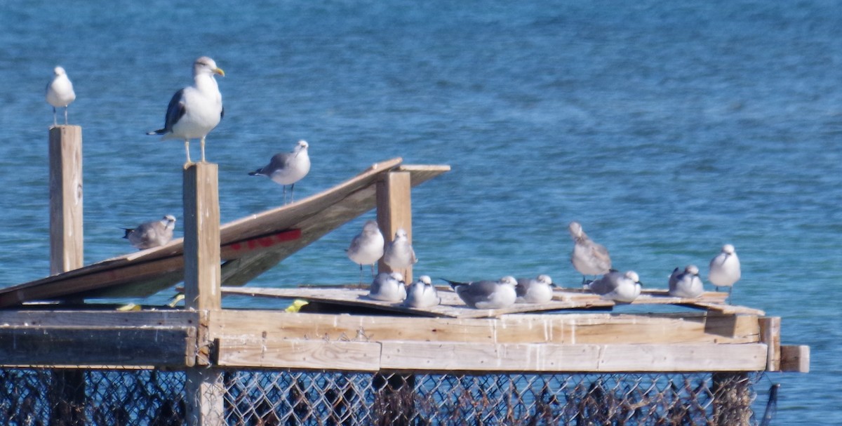 Zafferano - ML645412148