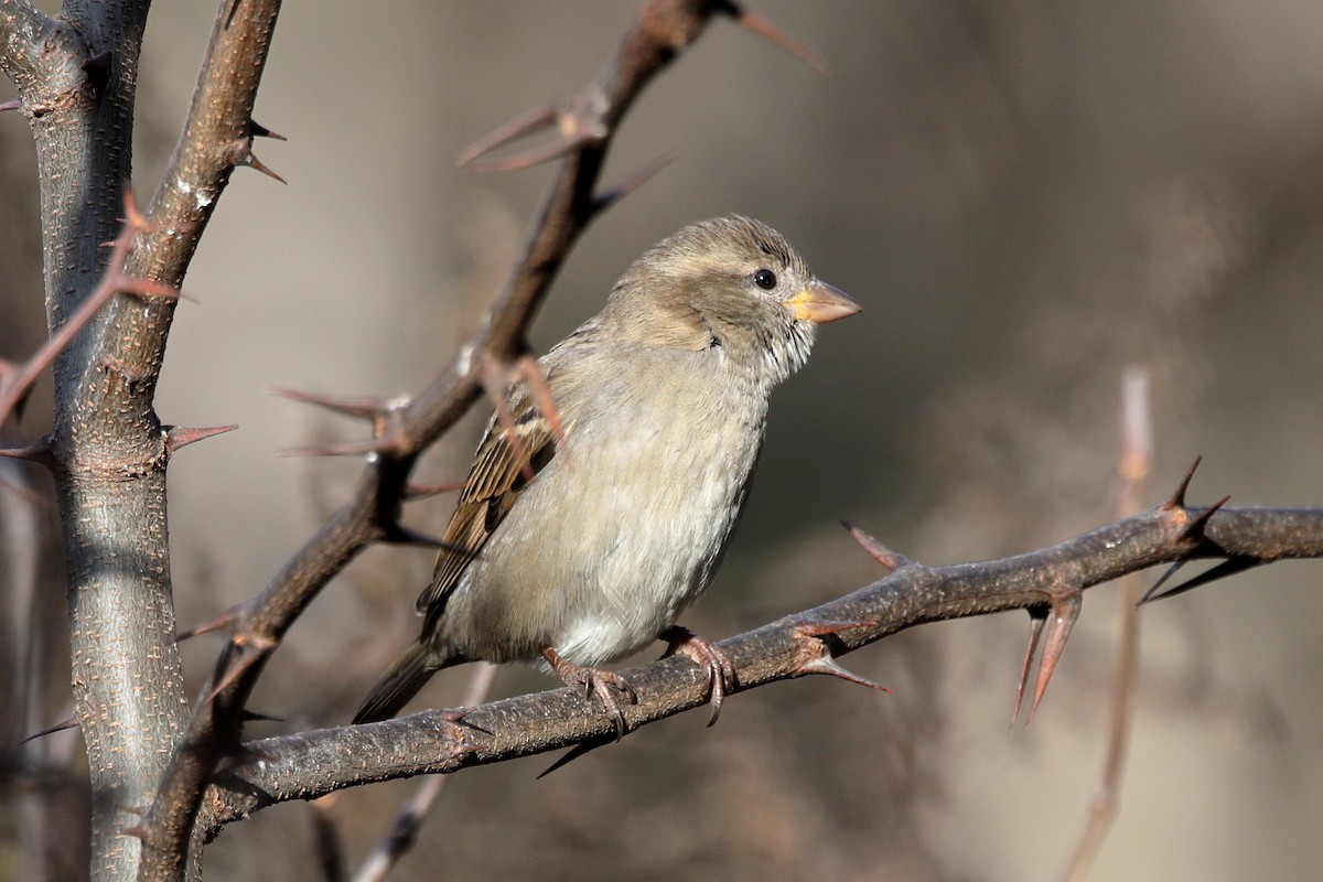 דרור הבית - ML645412154