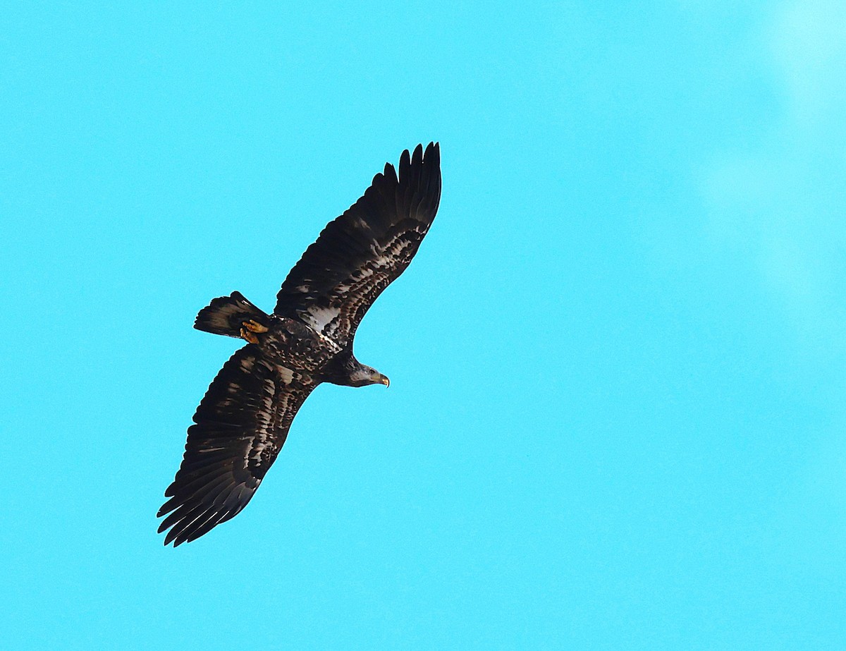 Pigargo Americano - ML645412160