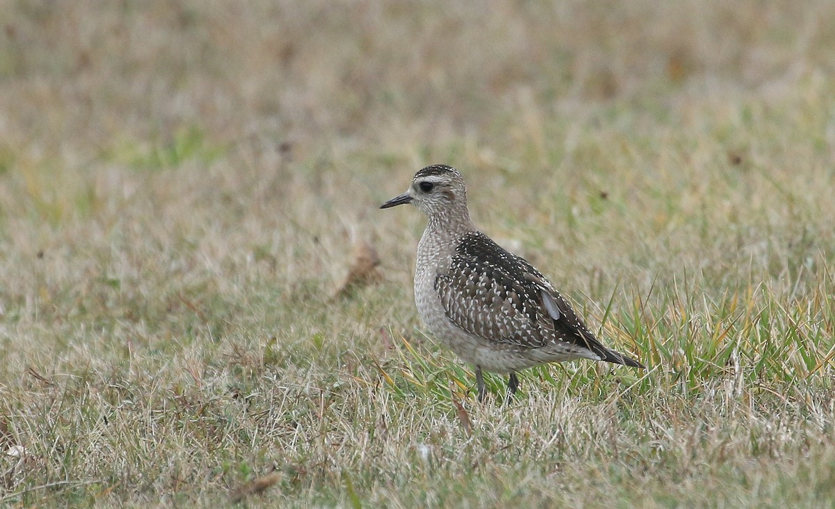 American Golden-Plover - ML645412161