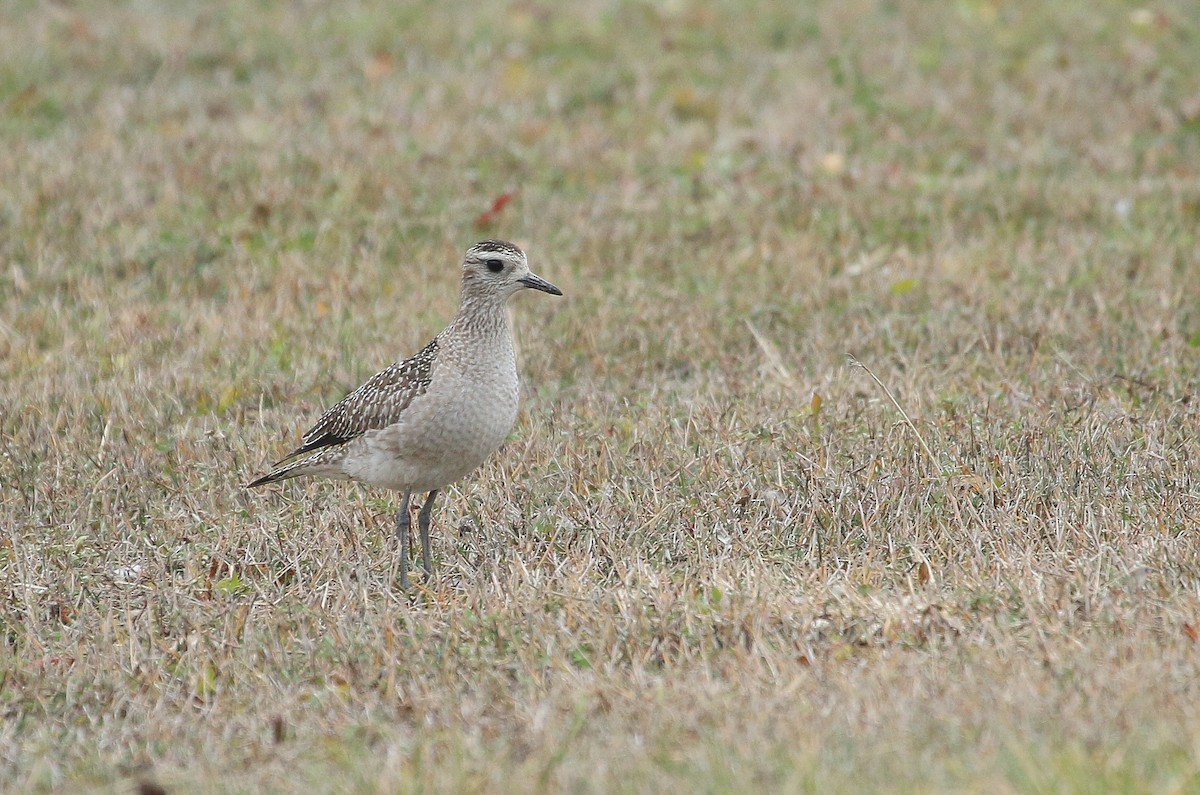 American Golden-Plover - ML645412162