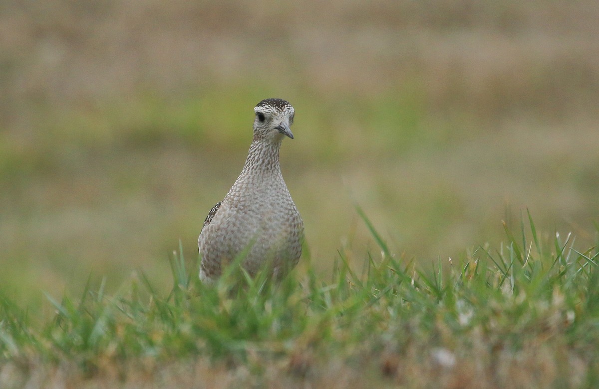 American Golden-Plover - ML645412163