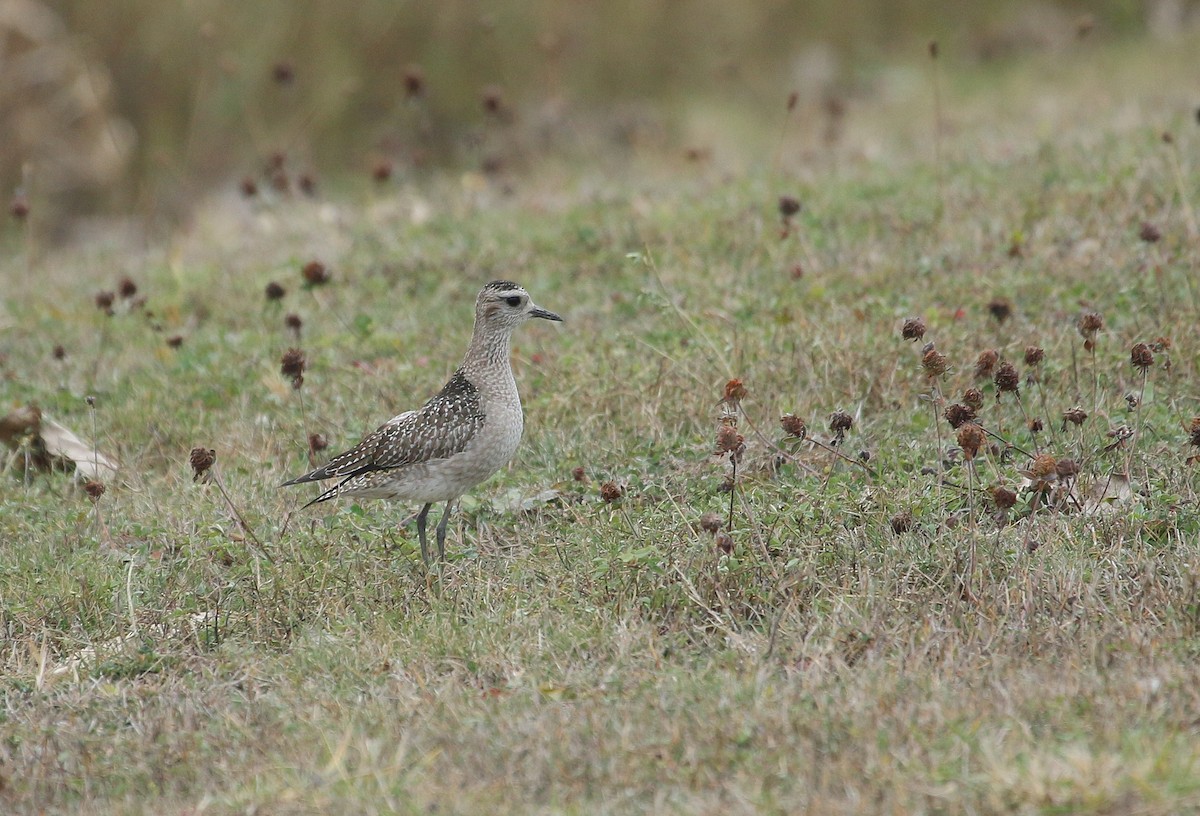 American Golden-Plover - ML645412164