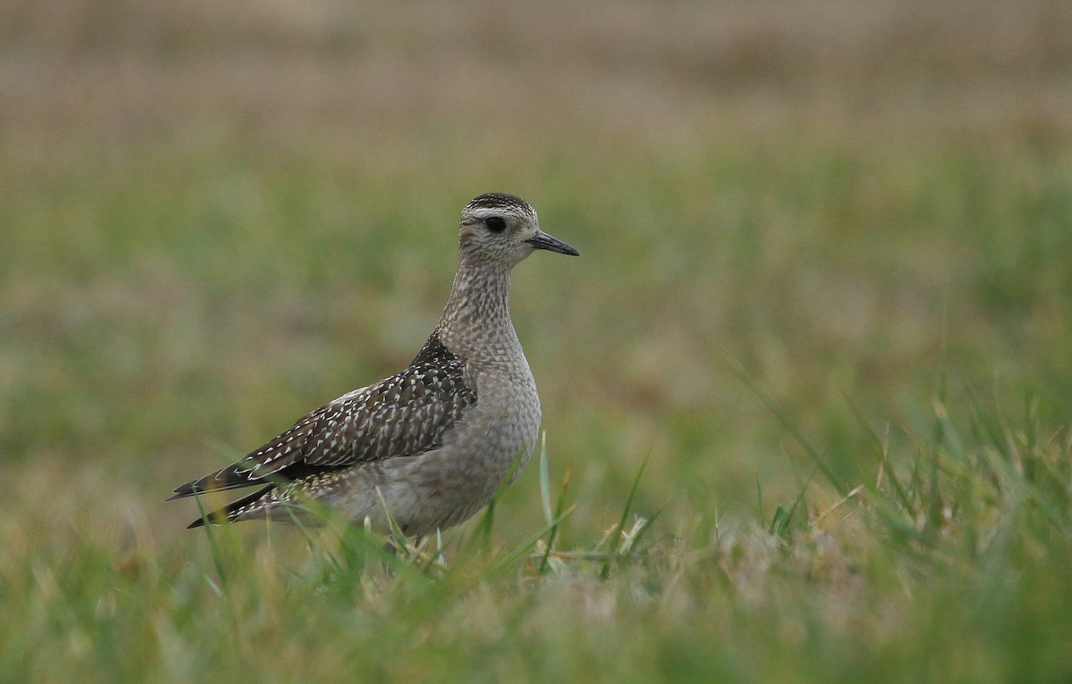 American Golden-Plover - ML645412165