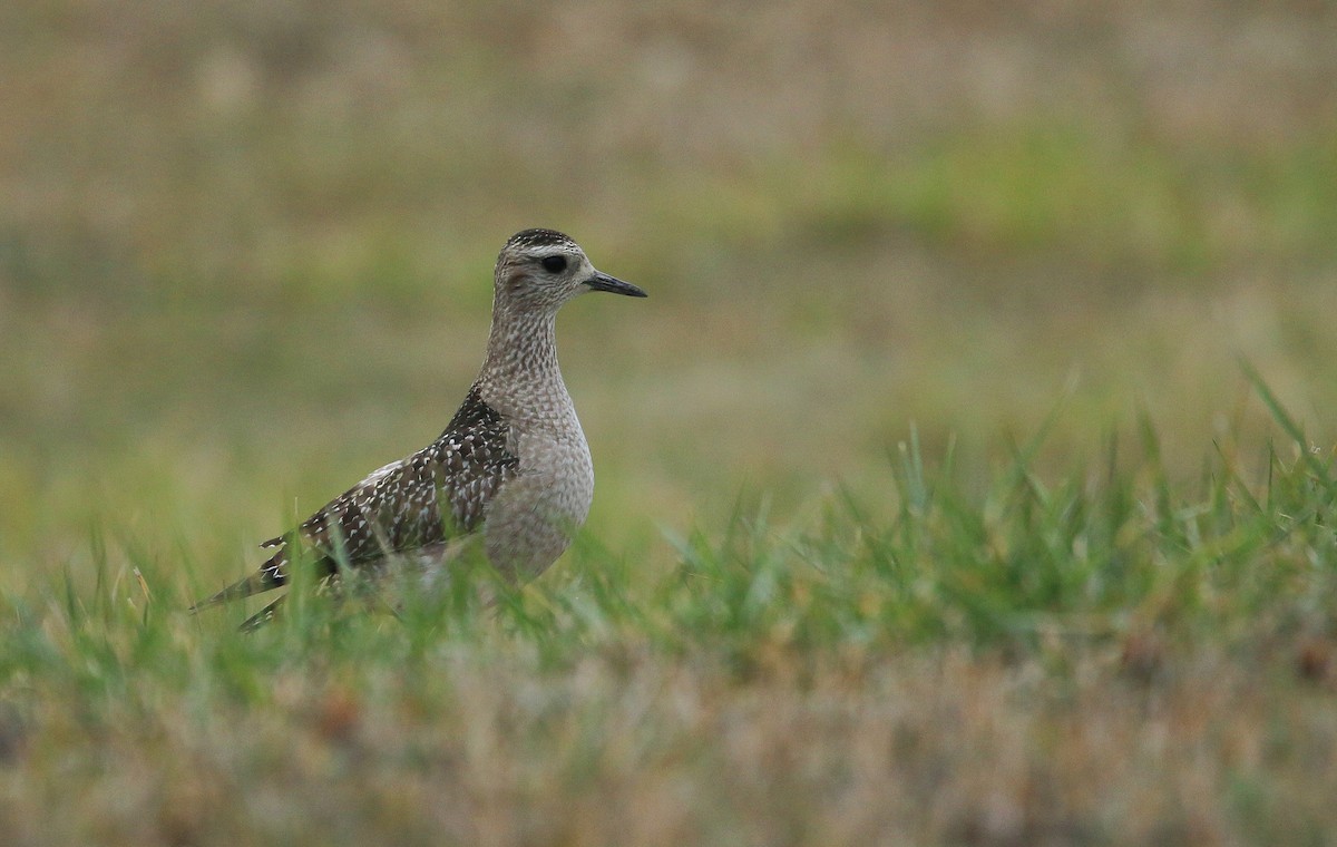 American Golden-Plover - ML645412167
