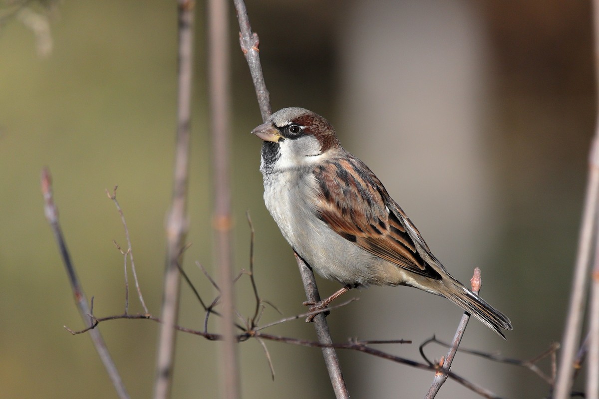 דרור הבית - ML645412181