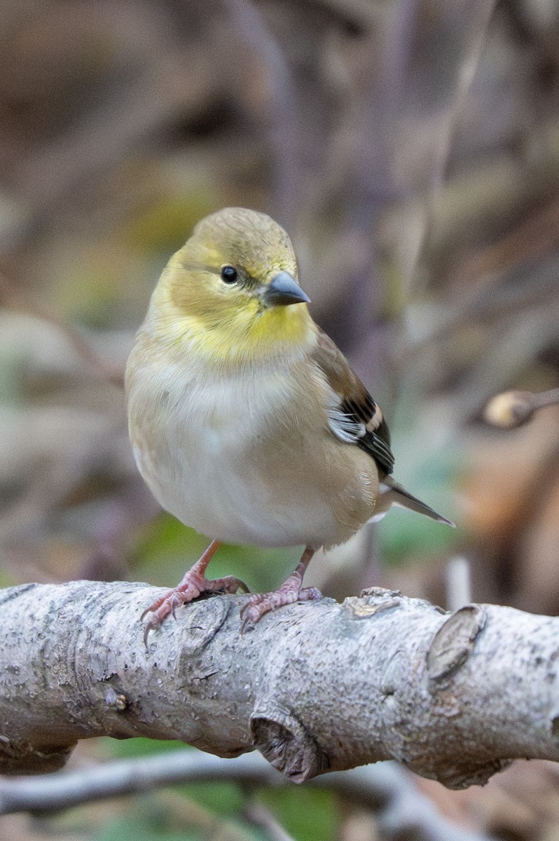 čížek žlutý - ML645412182