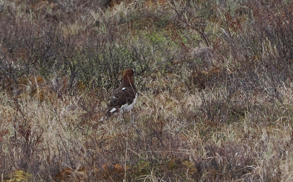 Moorschneehuhn - ML645412187