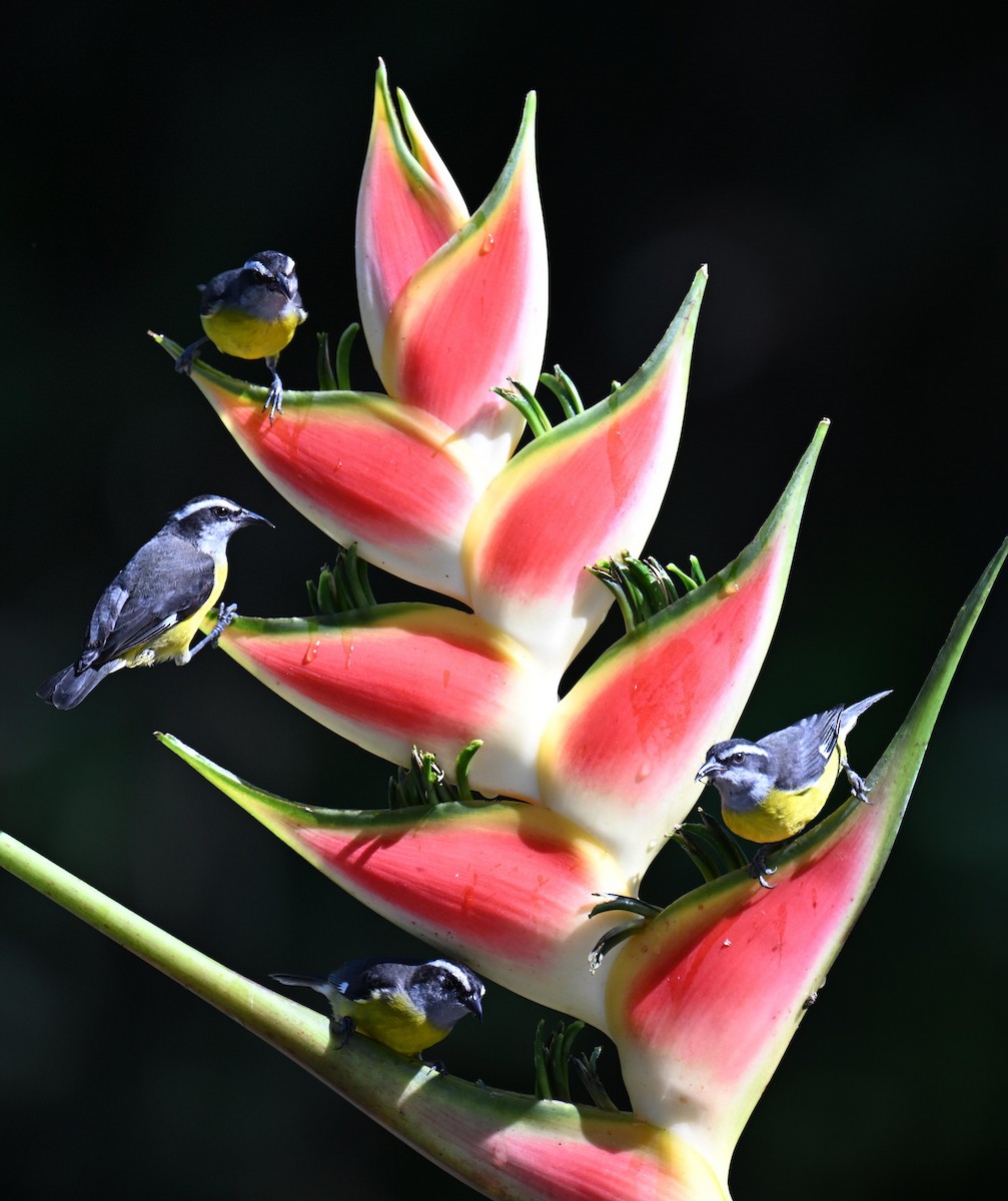 Sucrier à ventre jaune - ML645412206