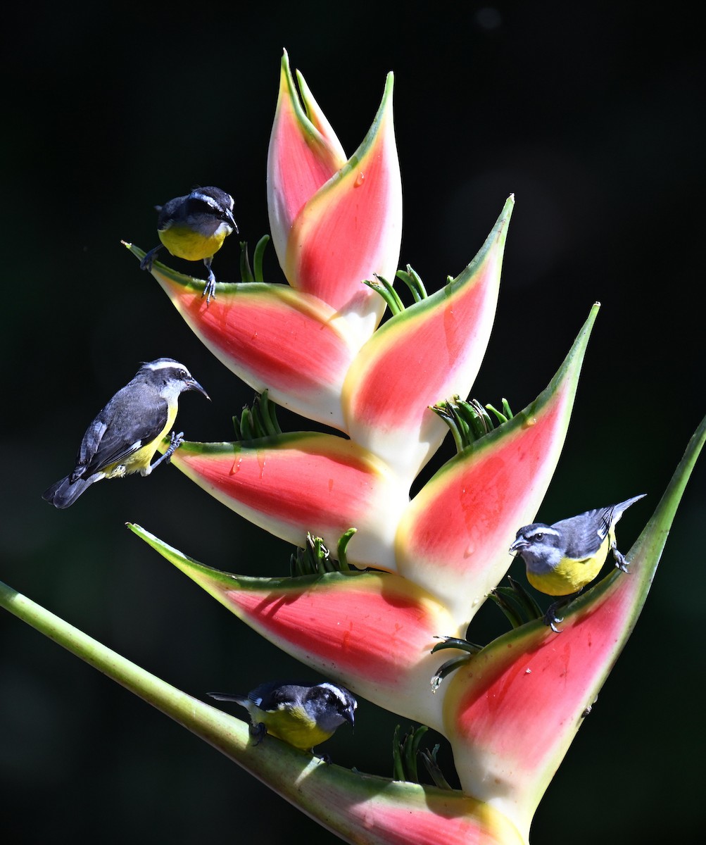 Sucrier à ventre jaune - ML645412207