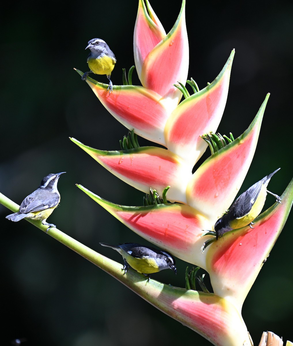 Sucrier à ventre jaune - ML645412208