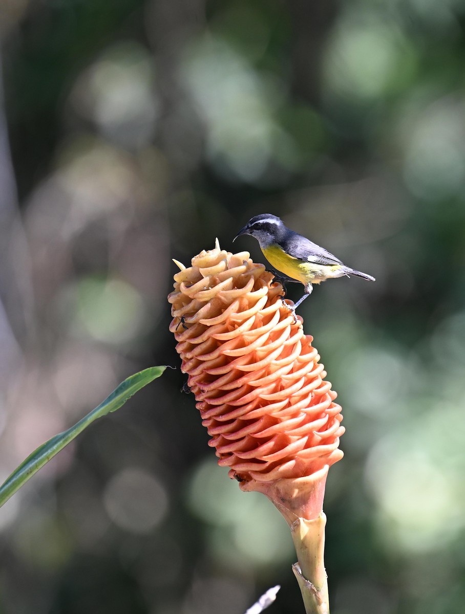 Sucrier à ventre jaune - ML645412209