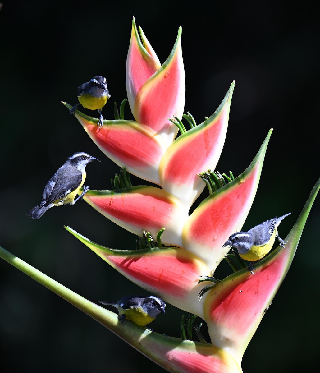 Sucrier à ventre jaune - ML645412210
