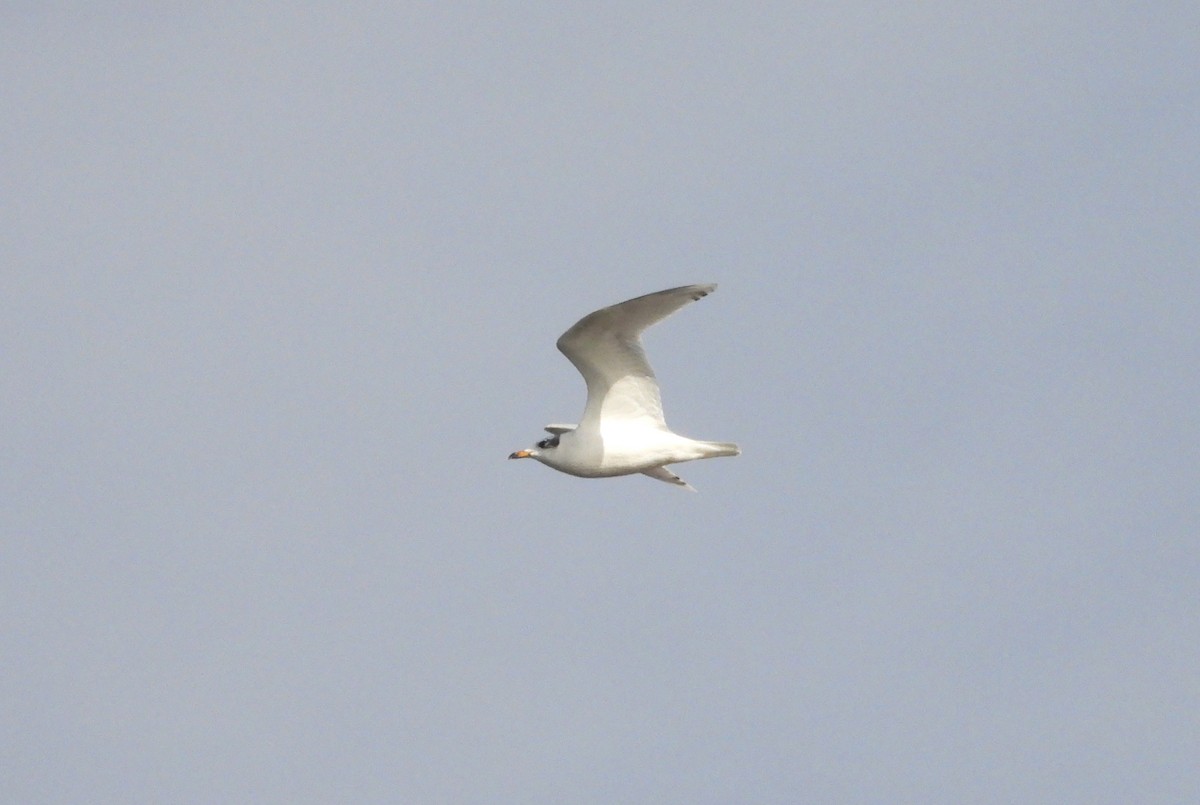 Mediterranean Gull - ML645412220