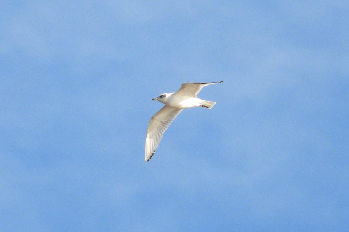 Mediterranean Gull - ML645412222