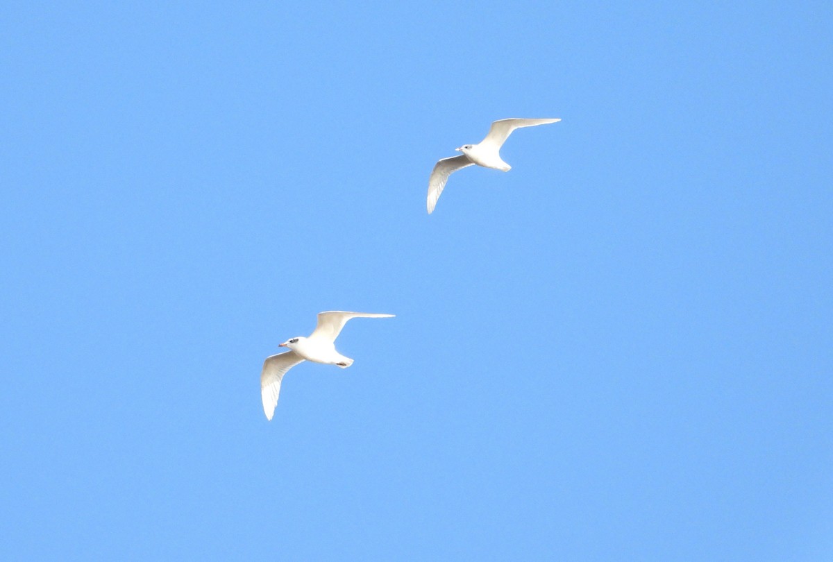 Mediterranean Gull - ML645412224