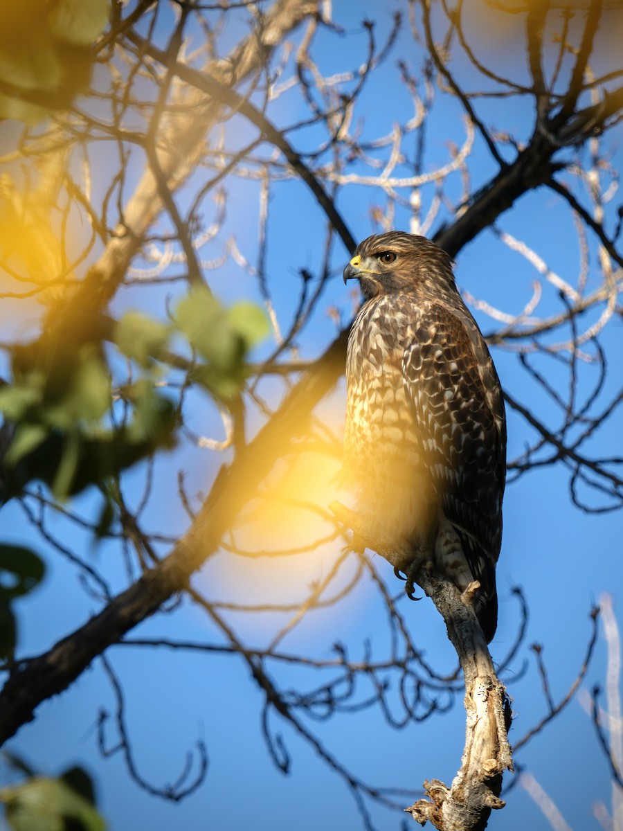 Red-shouldered Hawk - ML645412229
