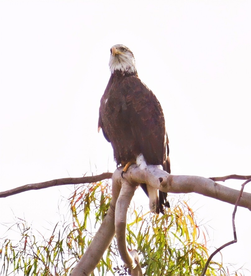 Pigargo Americano - ML645412232