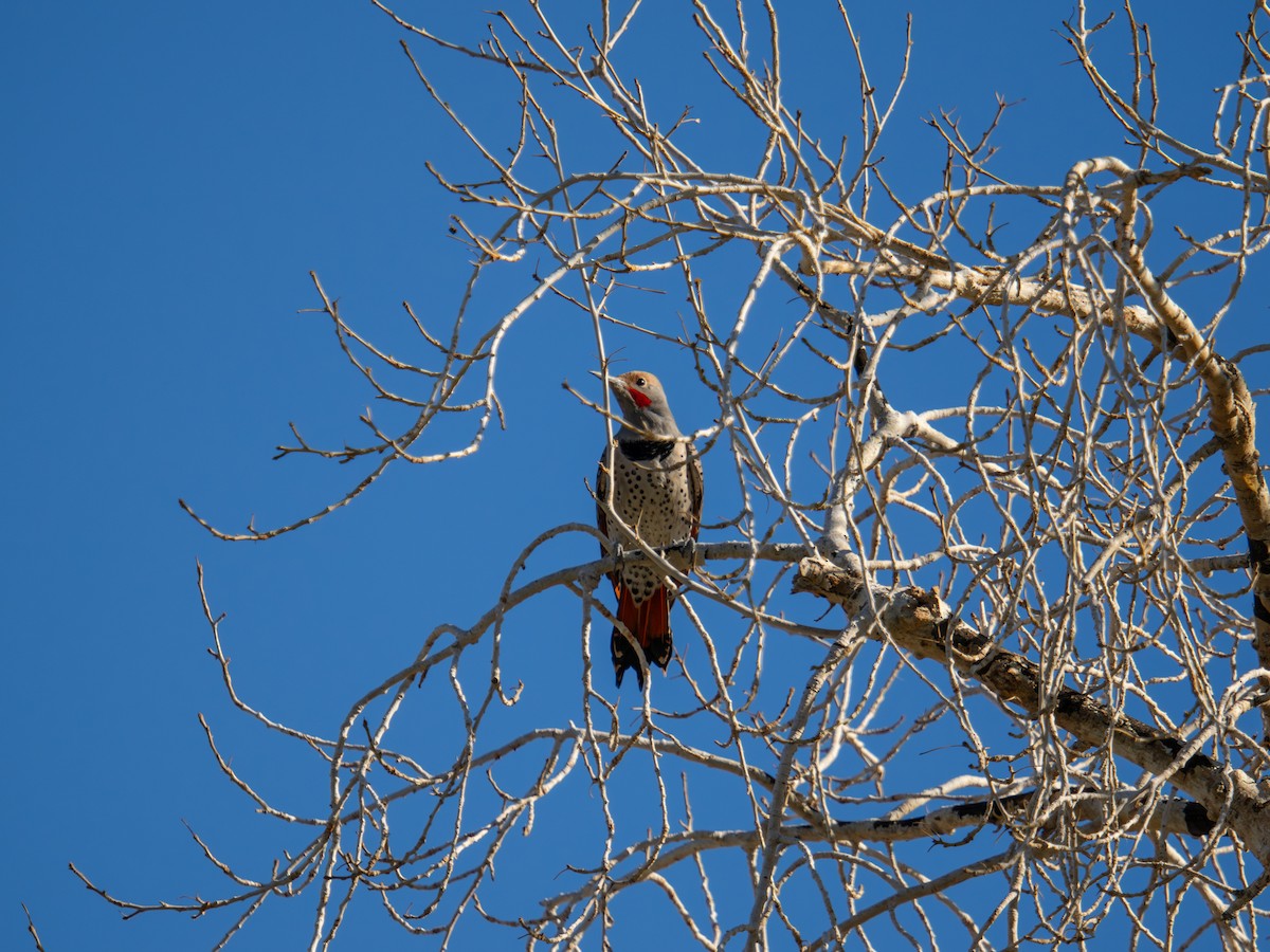 Northern Flicker - ML645412234