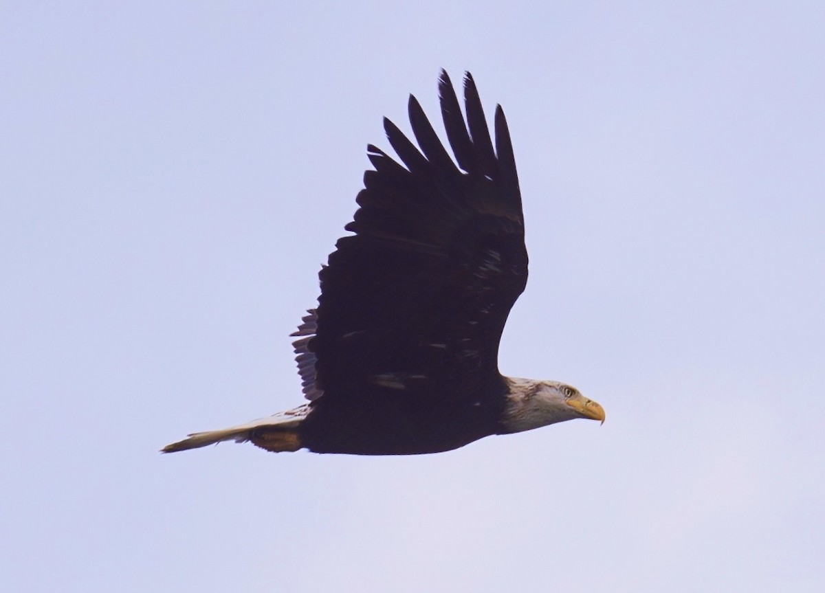 Pigargo Americano - ML645412235