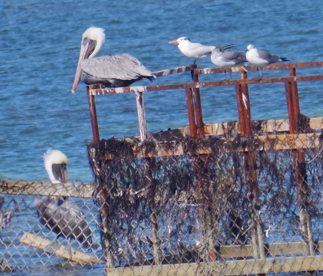 Royal Tern - ML645412236