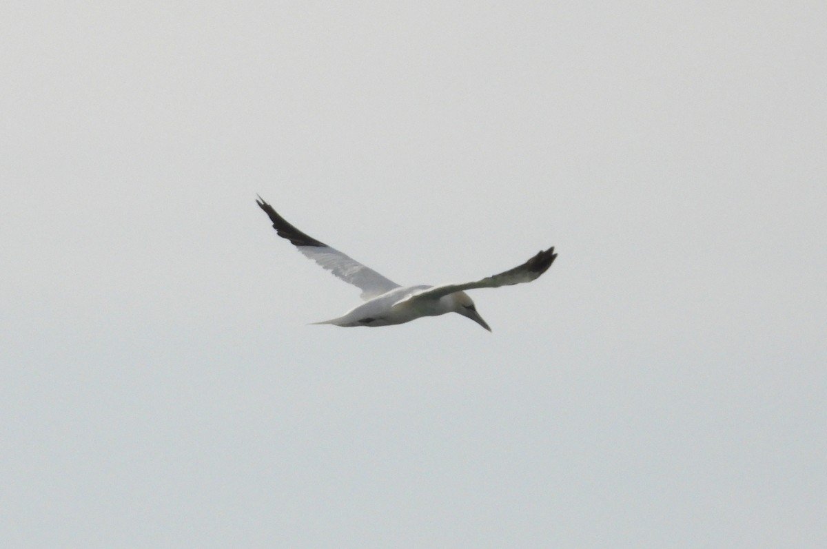 Northern Gannet - ML645412238