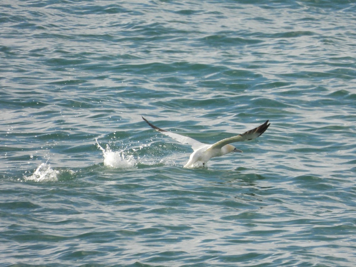 Northern Gannet - ML645412243