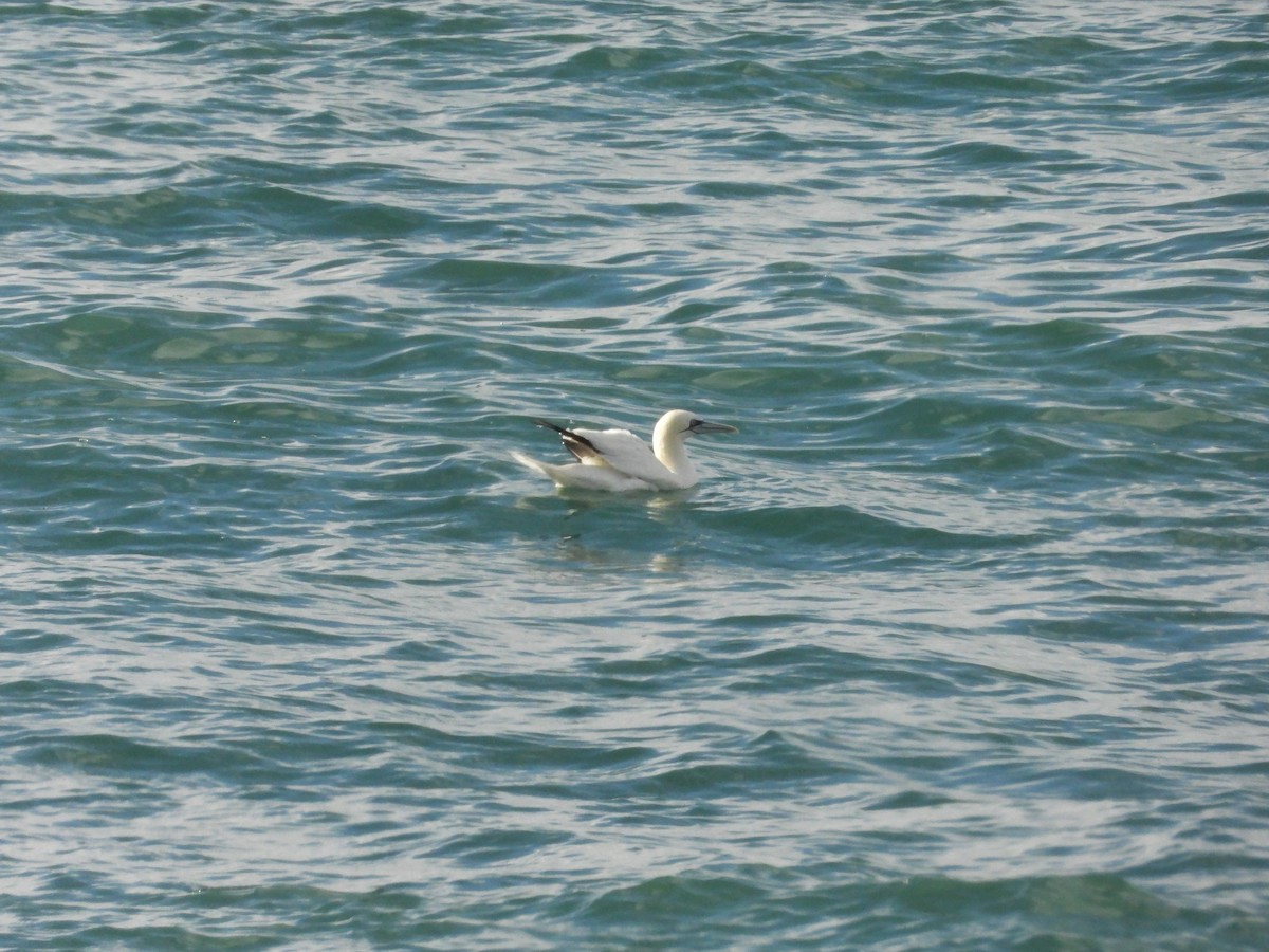 Northern Gannet - ML645412244